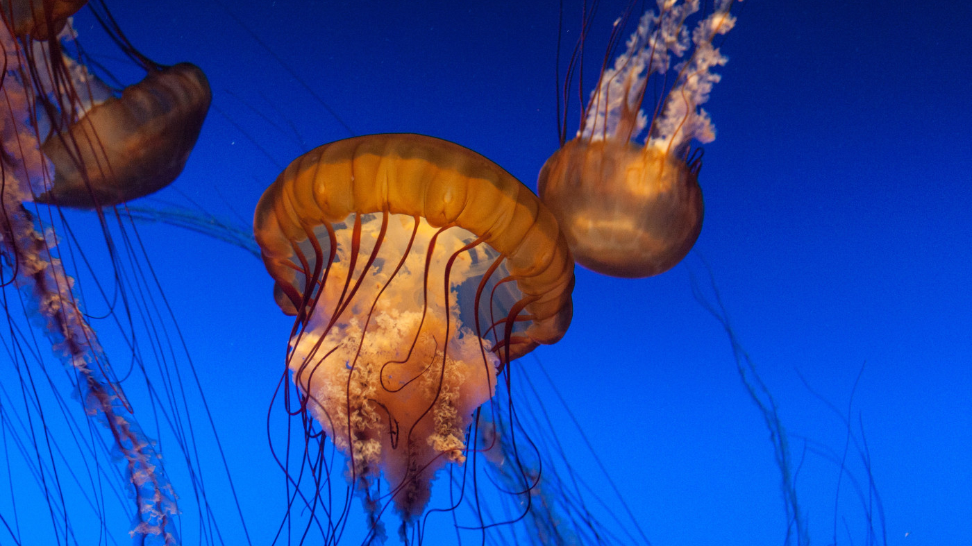 Jellyfish in aquarium tank