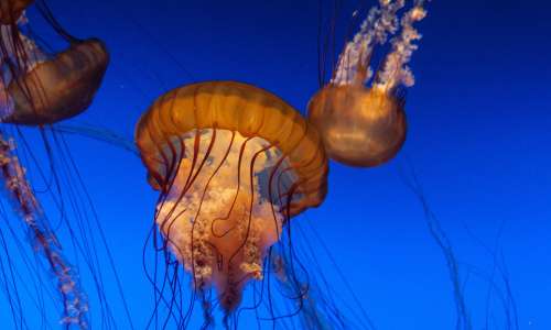 Jellyfish in aquarium tank